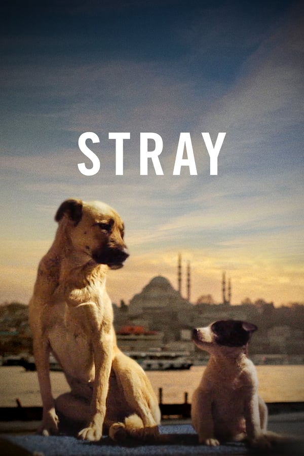 Stray (2020) Türkçe Dublaj izle